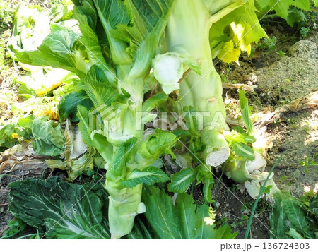 子持ち高菜の芯がおいしい! 2 子持ち高菜の芯がおいしい! 2 136724303