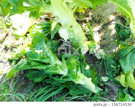 子持ち高菜の芯がおいしい! 4 子持ち高菜の芯がおいしい! 4 136724536