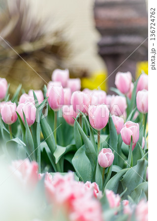 ピンクのチューリップ の群生|縦構図 ピンクのチューリップ の群生|縦構図 136724762