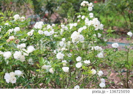 バラの花 サマースノー バラの花 サマースノー 136725050