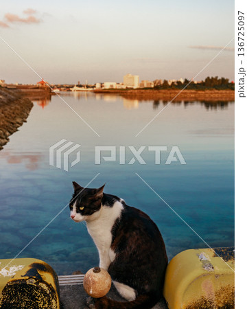 夕暮れの港と猫 夕暮れの港と猫 136725097