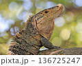 Green Iguana on the tree near the beach of Manuel Antonio Park, Costa Rica 136725247