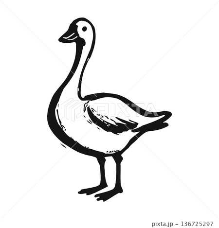 Simple black and white illustration of a goose with elegant long neck standing. Simple black and white illustration of a goose with elegant long neck standing. 136725297