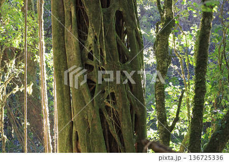 Santa Elena Cloud Forest Reserve, Costa Rica 136725336