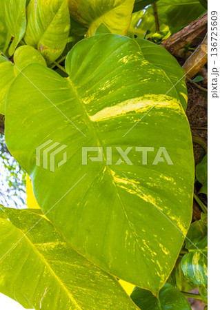 Green tropical plants flowers leaves leaf tree trees nature Brazil. 136725609
