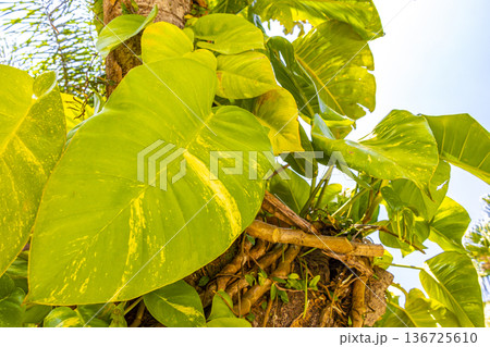 Green tropical plants flowers leaves leaf tree trees nature Brazil. 136725610