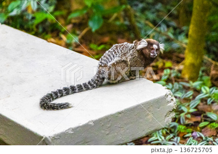 Marmoset Monkey in tropical jungle rainforest Rio de Janeiro Brazil. 136725705