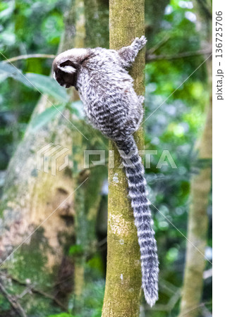 Marmoset Monkey in tropical rainforest tree Rio de Janeiro Brazil. Marmoset Monkey in tropical rainforest tree Rio de Janeiro Brazil. 136725706