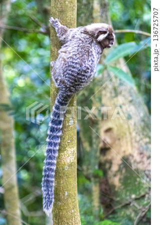 Marmoset Monkey in tropical rainforest tree Rio de Janeiro Brazil. Marmoset Monkey in tropical rainforest tree Rio de Janeiro Brazil. 136725707