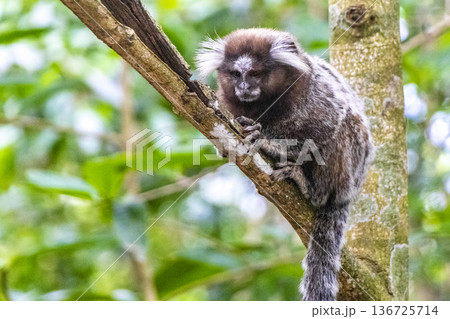 Marmoset Monkey in tropical rainforest tree Rio de Janeiro Brazil. Marmoset Monkey in tropical rainforest tree Rio de Janeiro Brazil. 136725714