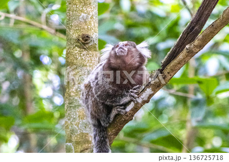 Marmoset Monkey in tropical rainforest tree Rio de Janeiro Brazil. Marmoset Monkey in tropical rainforest tree Rio de Janeiro Brazil. 136725718