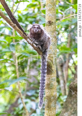 Marmoset Monkey in tropical rainforest tree Rio de Janeiro Brazil. Marmoset Monkey in tropical rainforest tree Rio de Janeiro Brazil. 136725719