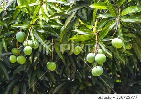 Green tropical plants flowers leaves leaf tree trees nature Brazil. Green tropical plants flowers leaves leaf tree trees nature Brazil. 136725777