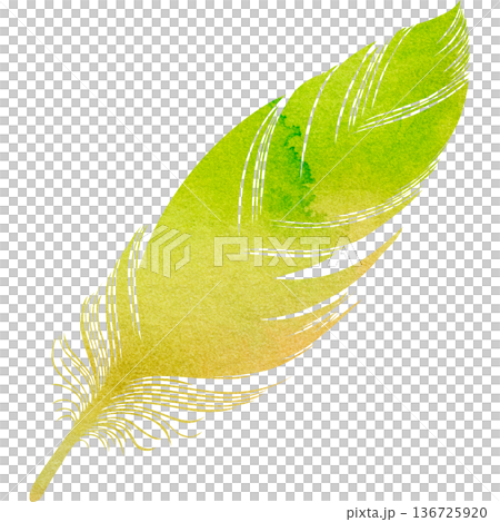 美麗的水彩鳥羽毛圖示圖像的插圖 美麗的水彩鳥羽毛圖示圖像的插圖 136725920