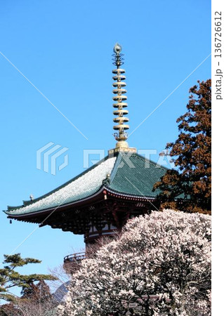 成田山新勝寺 早春の風景 成田山新勝寺 早春の風景 136726612