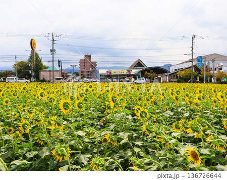 福岡県朝倉市の道の駅原鶴向かいの秋に咲くひまわり畑 136726644