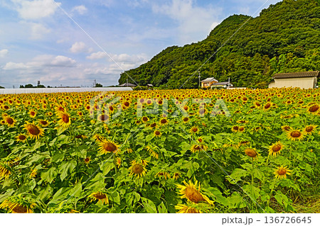 福岡県朝倉市の道の駅原鶴向かいの秋に咲くひまわり畑 136726645