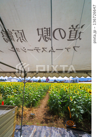 新鮮な特産物を販売する朝倉市の道の駅原鶴と秋に咲くヒマワリ 新鮮な特産物を販売する朝倉市の道の駅原鶴と秋に咲くヒマワリ 136726647