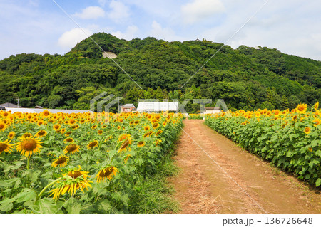 福岡県朝倉市の道の駅原鶴前にある秋に花が咲くひまわり畑 福岡県朝倉市の道の駅原鶴前にある秋に花が咲くひまわり畑 136726648