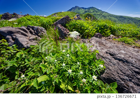御浜付近の高山植物群落と鳥海山山頂 御浜付近の高山植物群落と鳥海山山頂 136726671