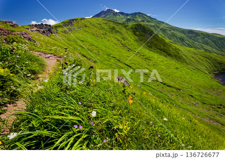 高山植物咲く御浜付近の登山道から見る鳥海山山頂 136726677