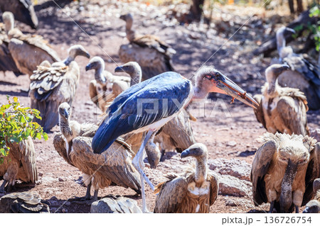 Marabou Stork and vultures Marabou Stork and vultures 136726754