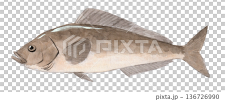 阿特卡鯖魚水彩畫 136726990