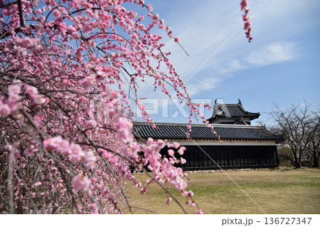 大和郡山城跡(追手向櫓)・しだれ梅 【奈良県大和郡山市】 大和郡山城跡(追手向櫓)・しだれ梅 【奈良県大和郡山市】 136727347
