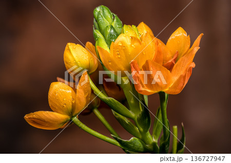 Orange Sun Star Flowers with Water Drops on Brown Background 136727947