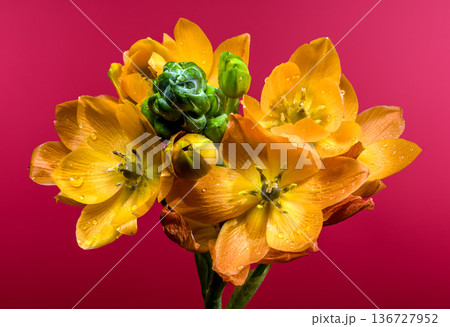Vibrant Orange Sun Star Flowers with Water Drops on Red Background Vibrant Orange Sun Star Flowers with Water Drops on Red Background 136727952