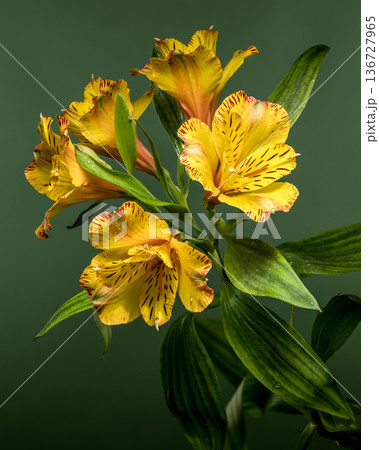Yellow Alstroemeria Lily Flowers with Dew on Natural Green Background Yellow Alstroemeria Lily Flowers with Dew on Natural Green Background 136727965