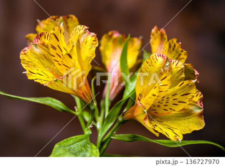 Yellow Alstroemeria Lily Flowers with Dew on Brown Background Yellow Alstroemeria Lily Flowers with Dew on Brown Background 136727970