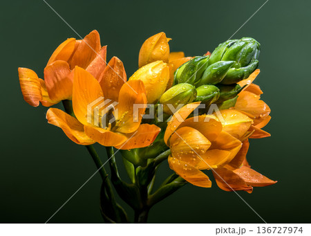 Vibrant Orange Sun Star Flowers with Dew Drops on Green Background 136727974
