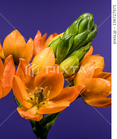 Vibrant Orange Sun Star Flowers with Dew on Purple Background Vibrant Orange Sun Star Flowers with Dew on Purple Background 136727975