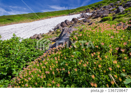 鳥海山・心字雪渓とチングルマの花穂 136728647