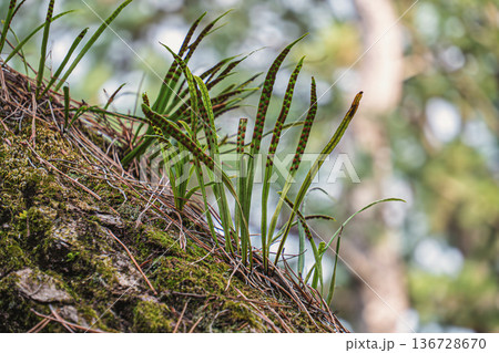 欅の木に寄生したノキシノブ 136728670