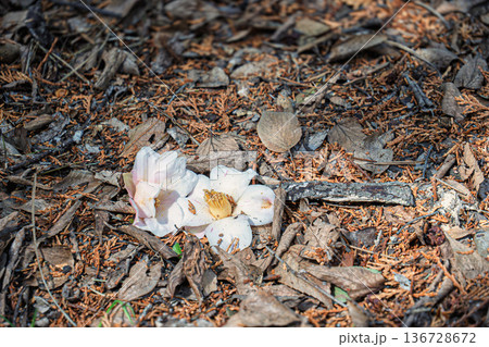 椿の落ち花 椿の落ち花 136728672