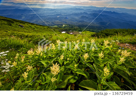鳥海山・外輪山のオンタデ群落と朝日差す山並み 136729459