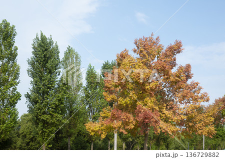 Han River bike path 136729882