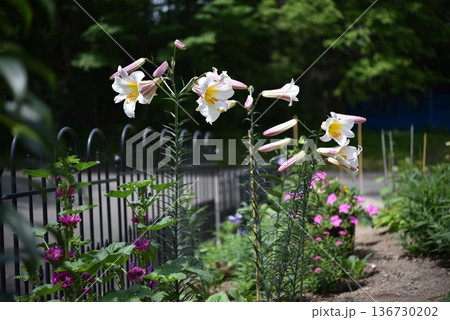 ユリの咲く夏の庭 ユリの咲く夏の庭 136730202