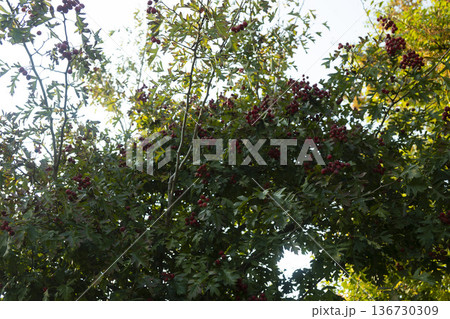 Han River bike path 136730309