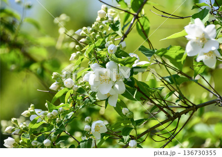 セイヨウバイカウツギ　Mock orange 136730355