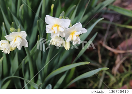 冬の庭に咲く白い花びらに中心が黄色を帯びた八重咲きのフサザキスイセンの花 冬の庭に咲く白い花びらに中心が黄色を帯びた八重咲きのフサザキスイセンの花 136730419