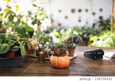This inviting scene features a variety of plants, including succulents and a maranta, on a wooden table 136730432