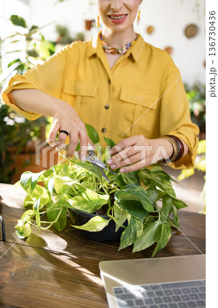 A woman is trimming a pothos plant with scissors, enjoying the process of home gardening A woman is trimming a pothos plant with scissors, enjoying the process of home gardening 136730436