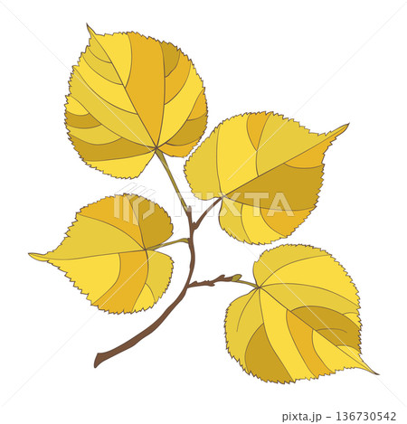 Golden colored autumn linden leaves branch on transparent background. Flat and line style vector illustration.  136730542