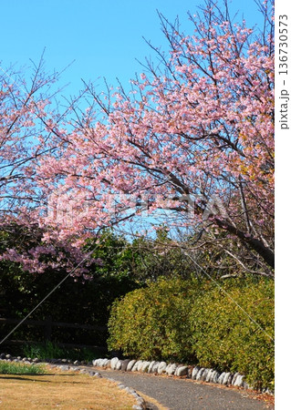 早春を告げる河津桜のある公園 早春を告げる河津桜のある公園 136730573