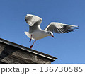 青空の下で羽ばたくカモメの瞬間 136730585