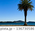 青空と海を背景に立つヤシの木の風景 136730586