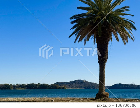 青空と海を背景に立つヤシの木の風景 青空と海を背景に立つヤシの木の風景 136730586